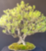 Australian Bonsai