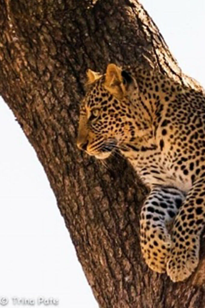Leopard relaxes in a tree - photo by Trina Pate