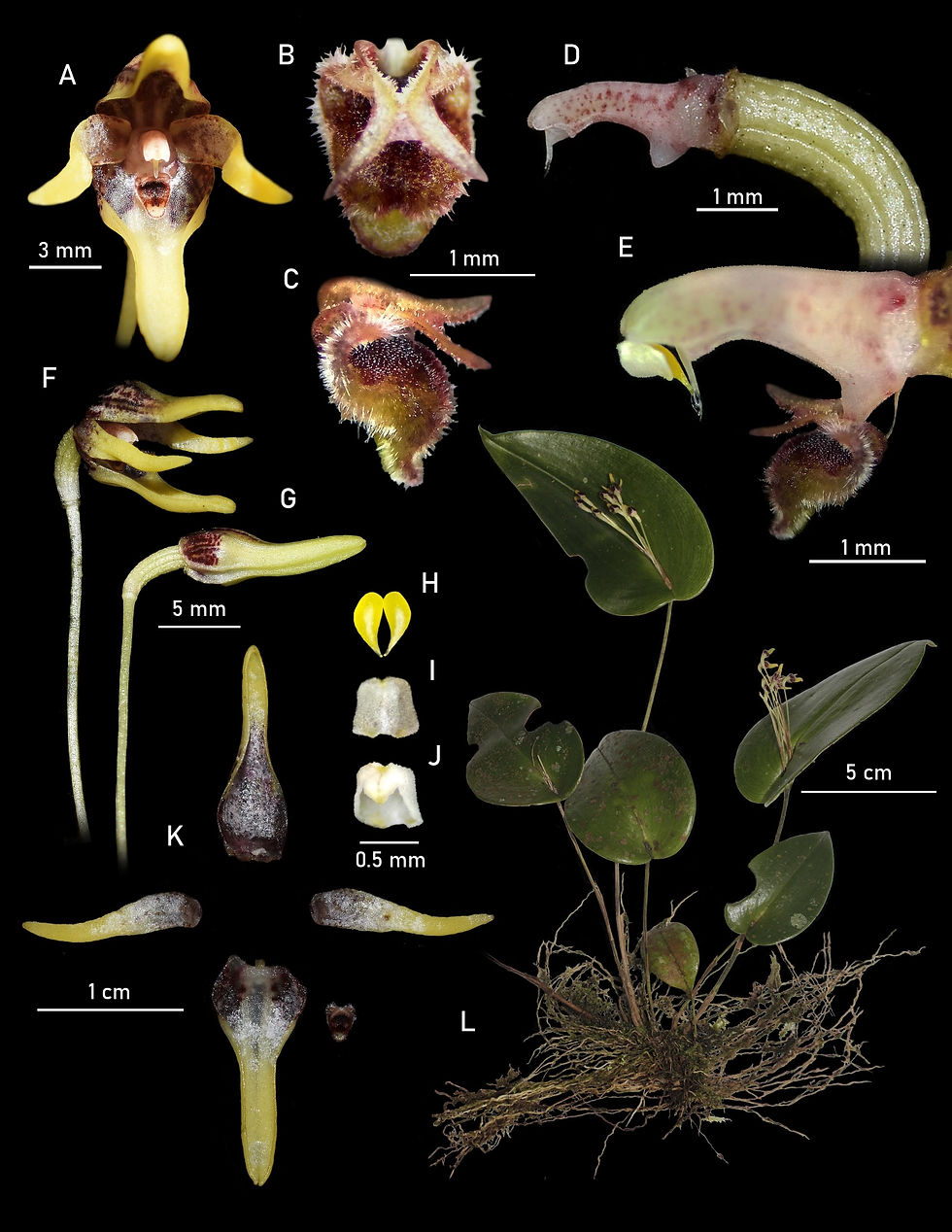 Figura 1. Lámina digital compuesta de Pleurothallis maitamae. A. Flor completa (vista frontal). B. Labelo (vista frontal). C. Labelo (vista lateral). D. Columna y ovario (vista lateral). E. Posición de la antera, polinios y labelo en relación con la columna (vista lateral). F. Flor y pedicelo en antesis (vista lateral). G. Botón floral (vista lateral). H. Polinios (vista frontal). I. Tapa de la antera (vista posterior). J. Tapa de la antera (vista frontal). K. Disección floral de sépalos, pétalos y labelo. L. Hábito. Lámina preparada por Sánchez-Gómez a partir del holotipo Sánchez & Gallego YAG200.