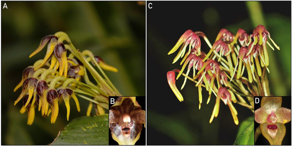 Figura 2. Comparación entre las flores de Pleurothallis maitamae y P. dunstervillei.A. Vista general de las flores de P. maitamae. B. Vista detallada del labelo y la columna de P. maitamae. C. Vista general de las flores de P. dunstervillei. D. Vista detallada del labelo y la columna de P. dunstervillei. Fotografías de Mark Wilson (C) y Kevin Holcomb (D).