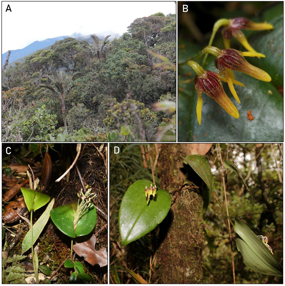 Figura 3. Pleurothallis maitamae. A. Hábitat de P. maitamae ubicado en la zona de transición entre el bosque altoandino y el subpáramo. B. Vista dorsal detallada de las flores. C. P. maitamae creciendo en la parte basal de un tronco muerto con abundante materia orgánica. D. P. maitamae creciendo sobre un tronco vertical.