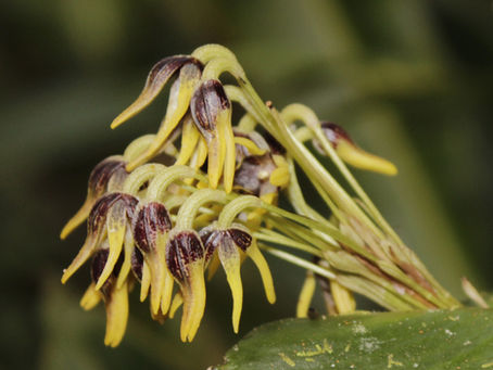 Descubierta la OrquÃdea Maitamá: un nuevo tesoro botánico de los páramos de Sonsón