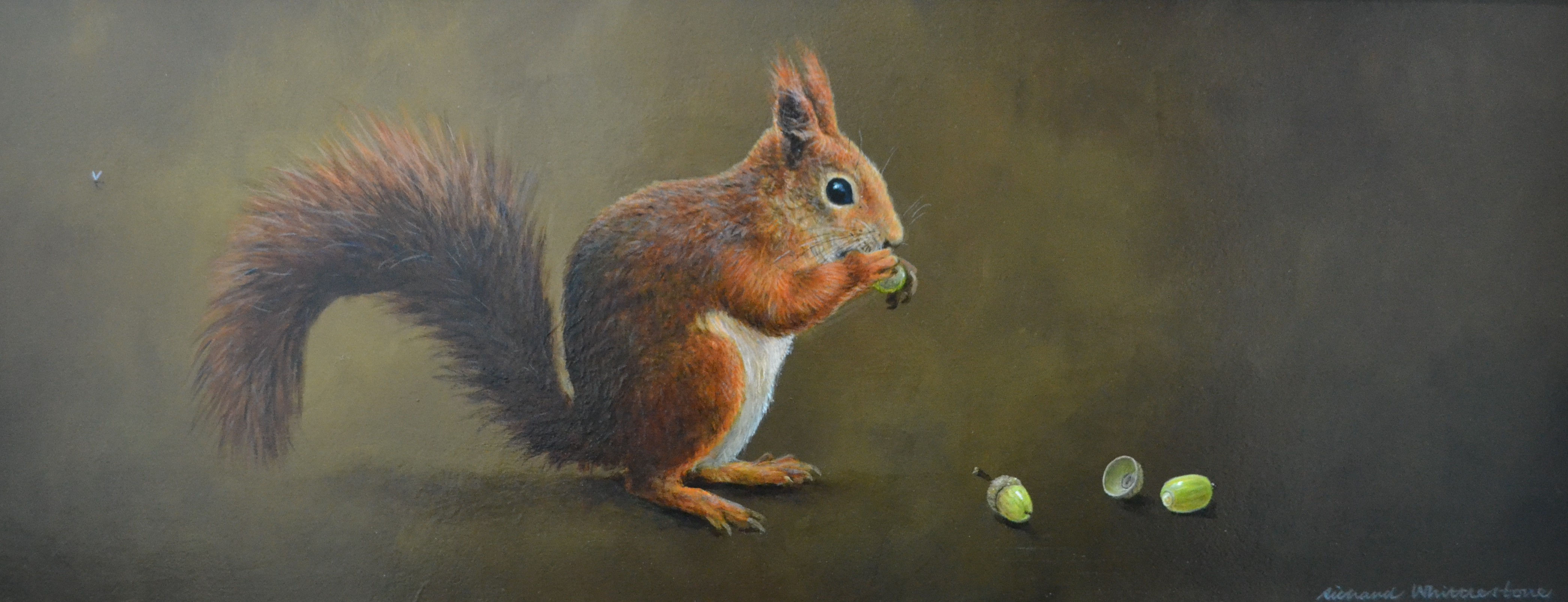 Red Squirrel Acorns Print by Wildlife Artist Richard Whittlestone