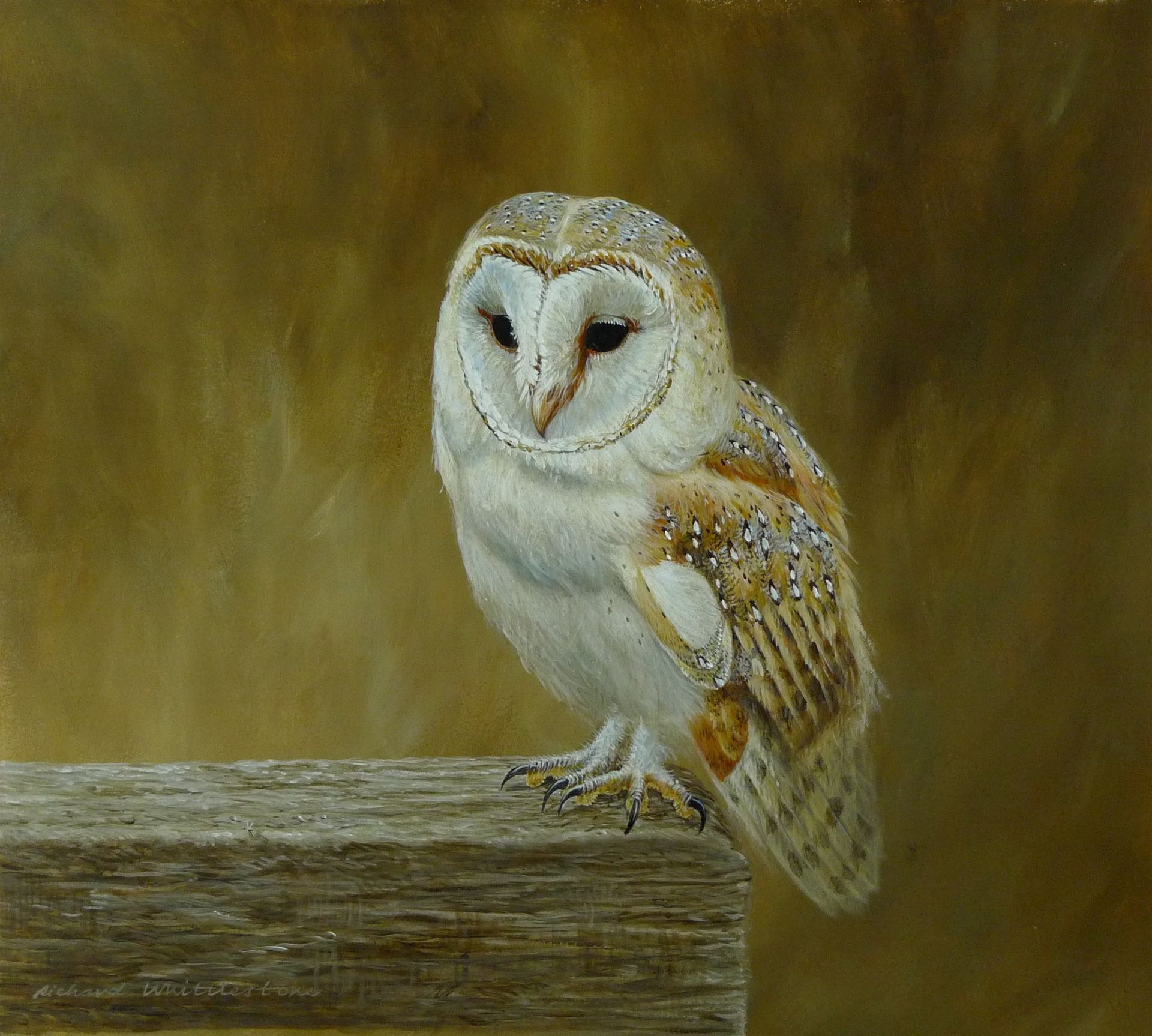Solitaire Barn Owl Print by Wildlife Artist Richard Whittlestone