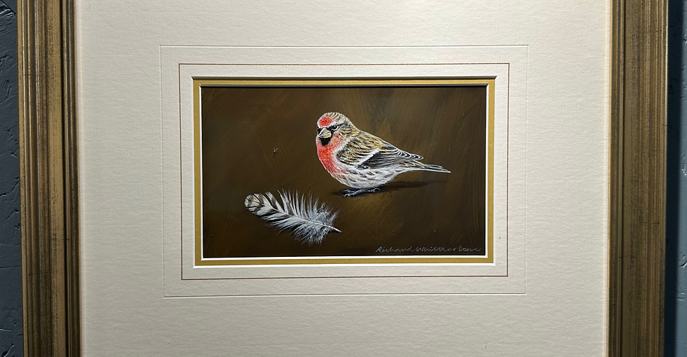 Red Poll and a Sparrowhawk Feather