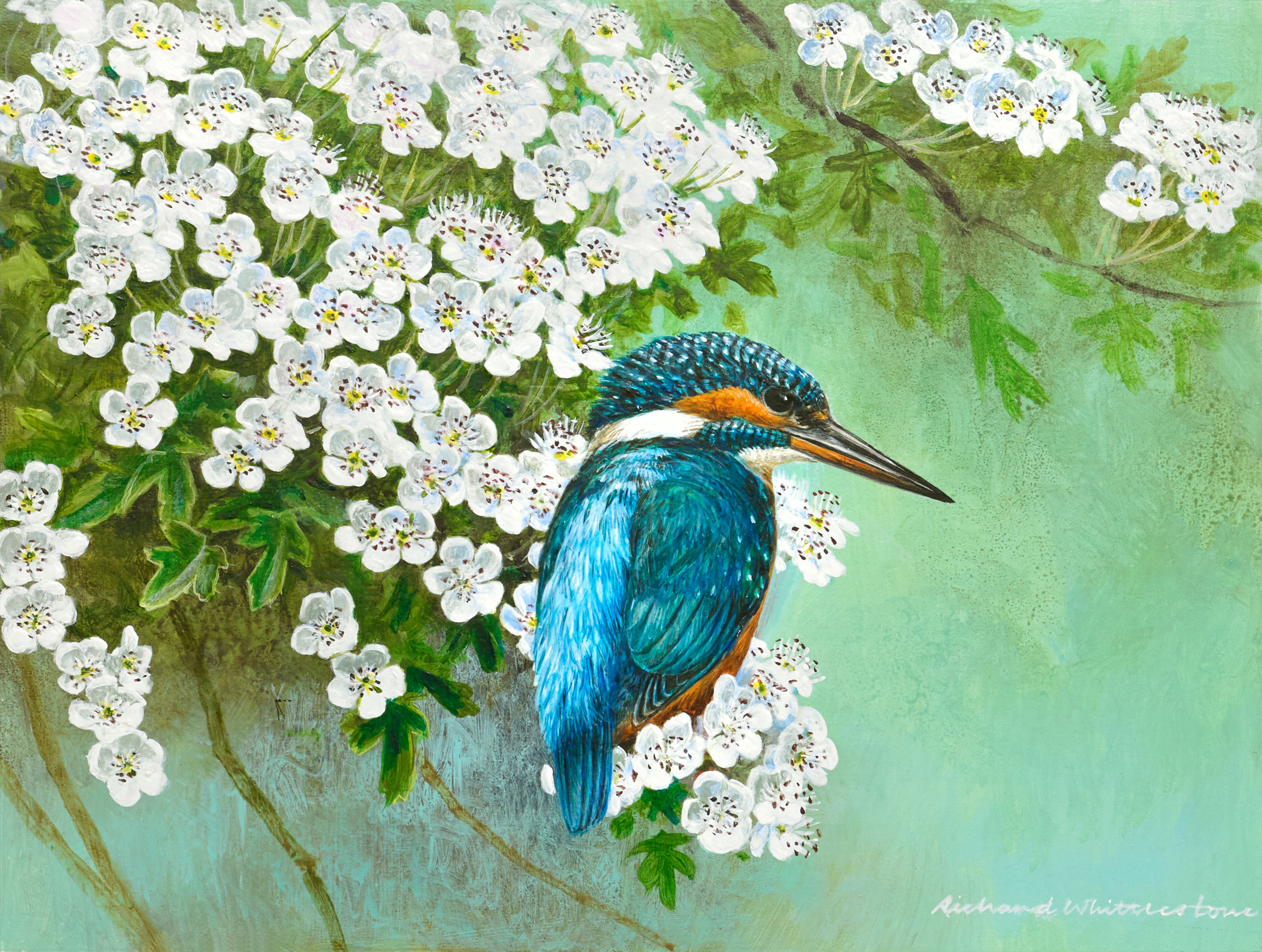 Kingfisher and May Blossom RW2845P