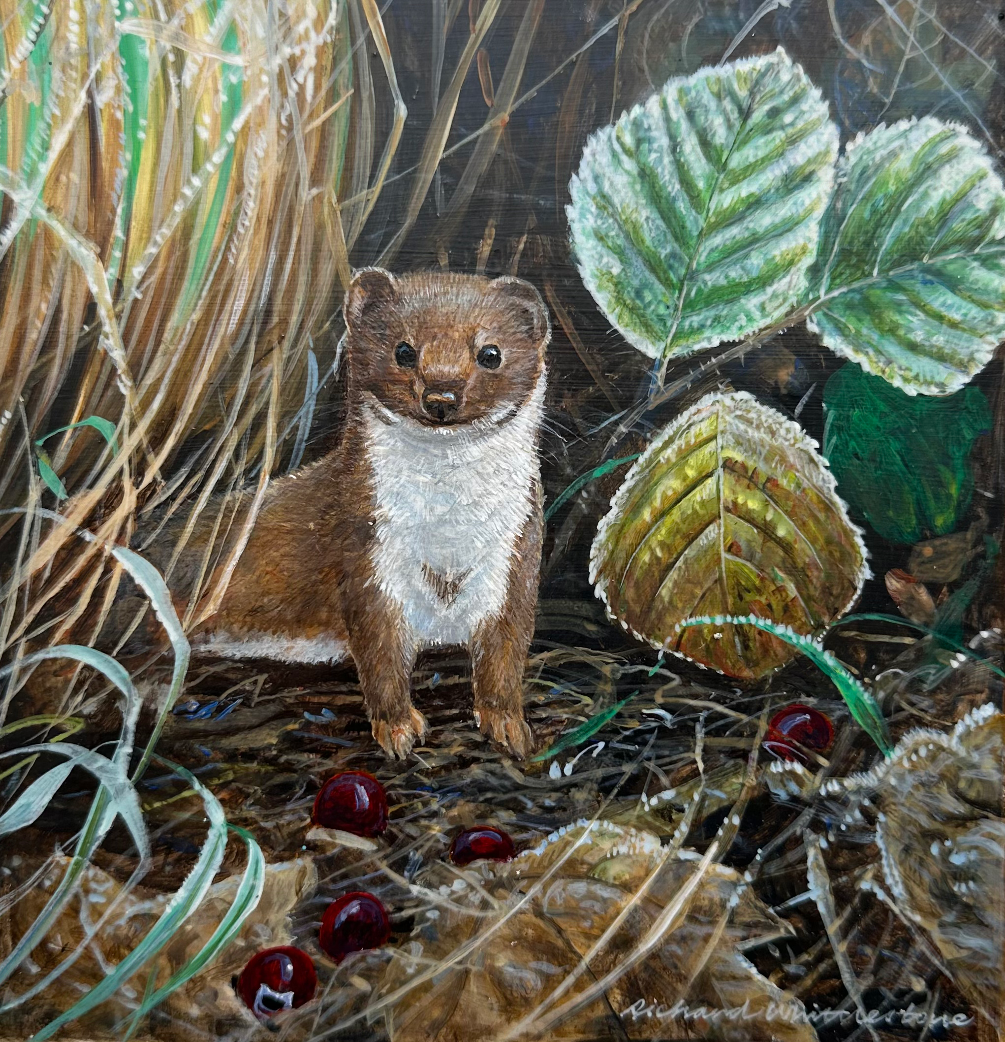 An Inquisitive Weasel