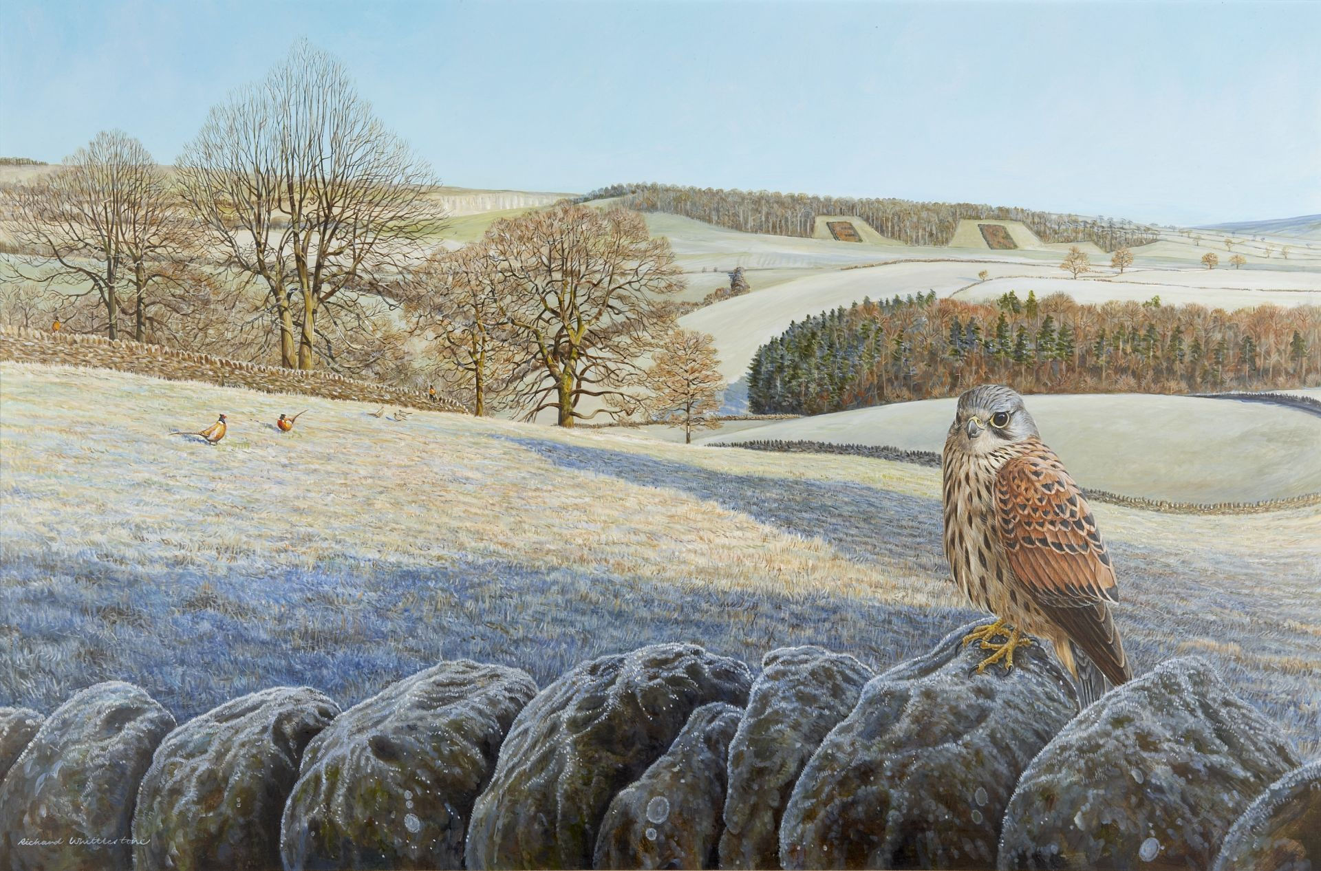 Regal Outlook Bird Print by Wildlife Artist Richard Whittlestone