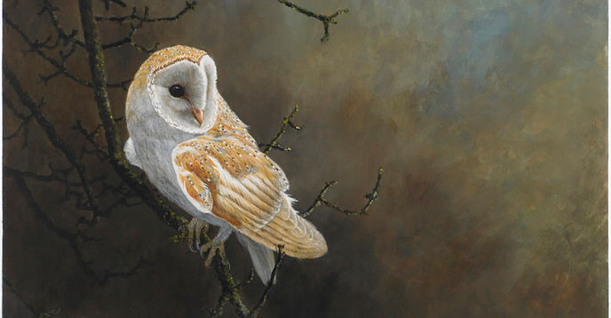 Mid-Winter Barn Owl