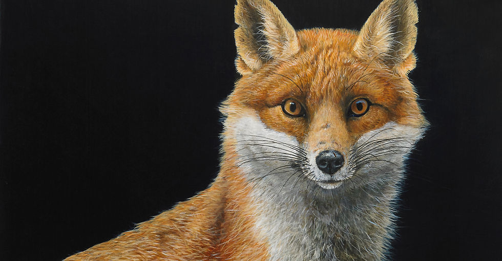 Portrait of a Dog Fox RW2783P