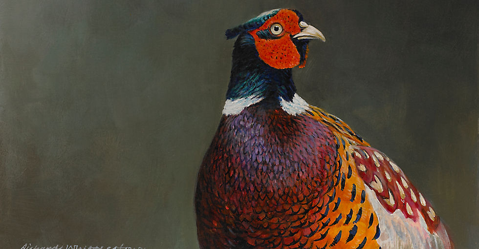 Pheasant Portrait RW2517P