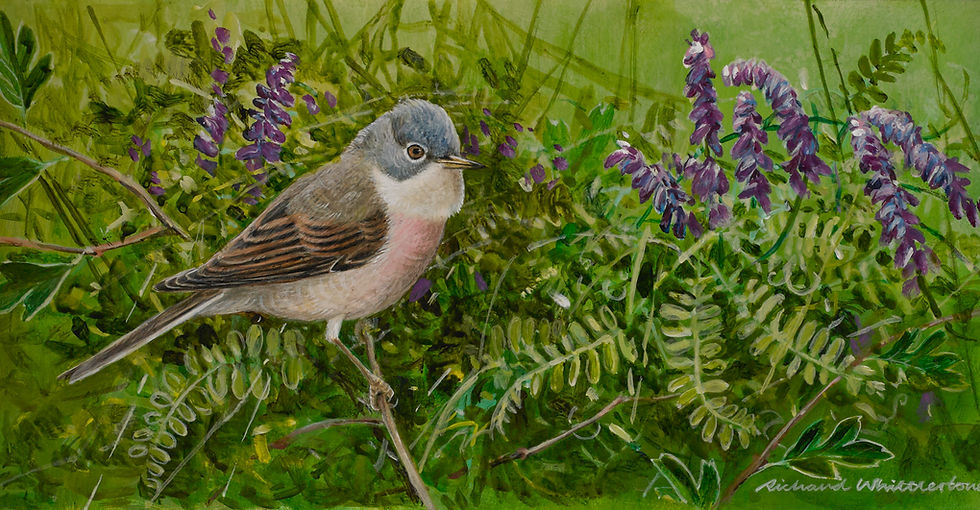 Whitethroat (unframed)
