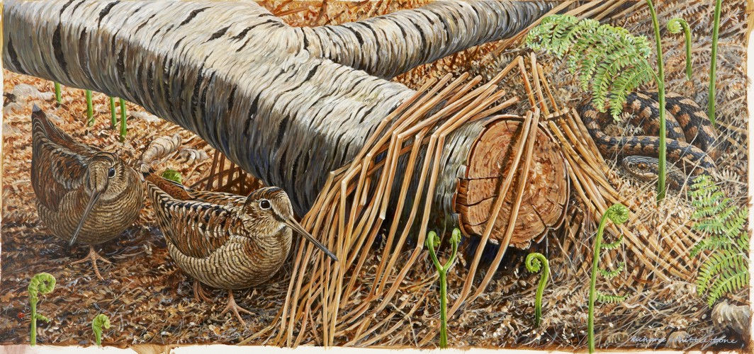 Down in the Woods Bird Print by Wildlife Artist Richard Whittlestone