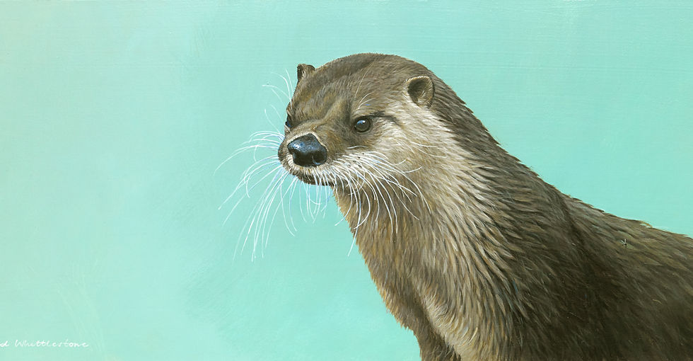 Otter Portrait RW2843P