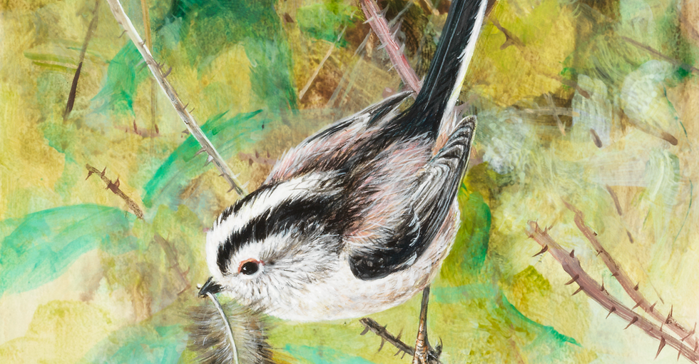 Long-tailed Tit