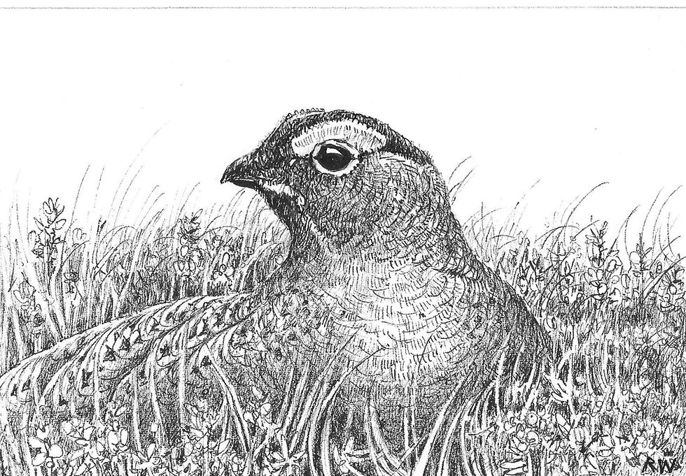 Red Grouse Drawing by Wildlife Artist Richard Whittlestone