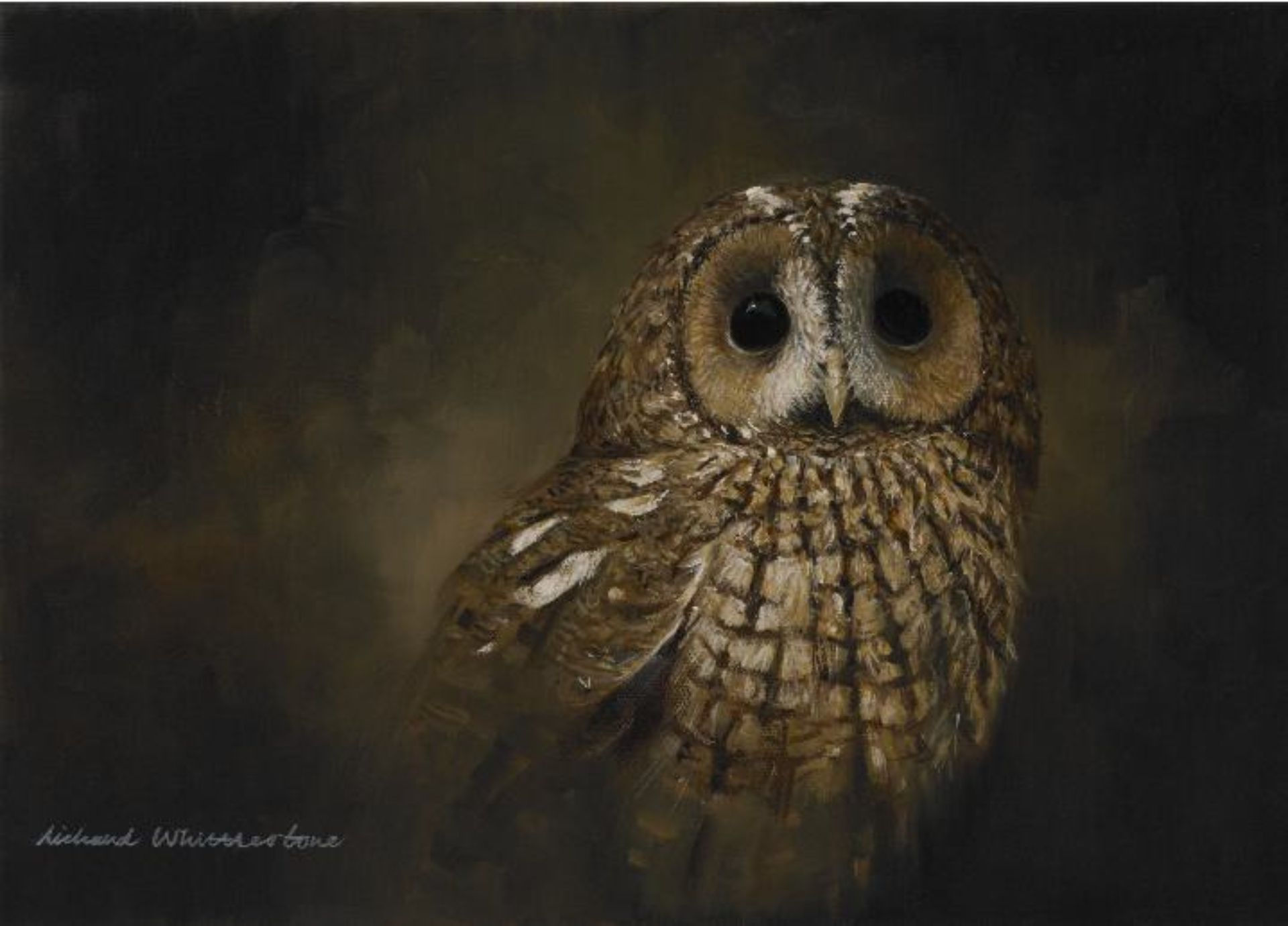 Tawny Owl Portrait Bird Print by Wildlife Artist Richard Whittlestone