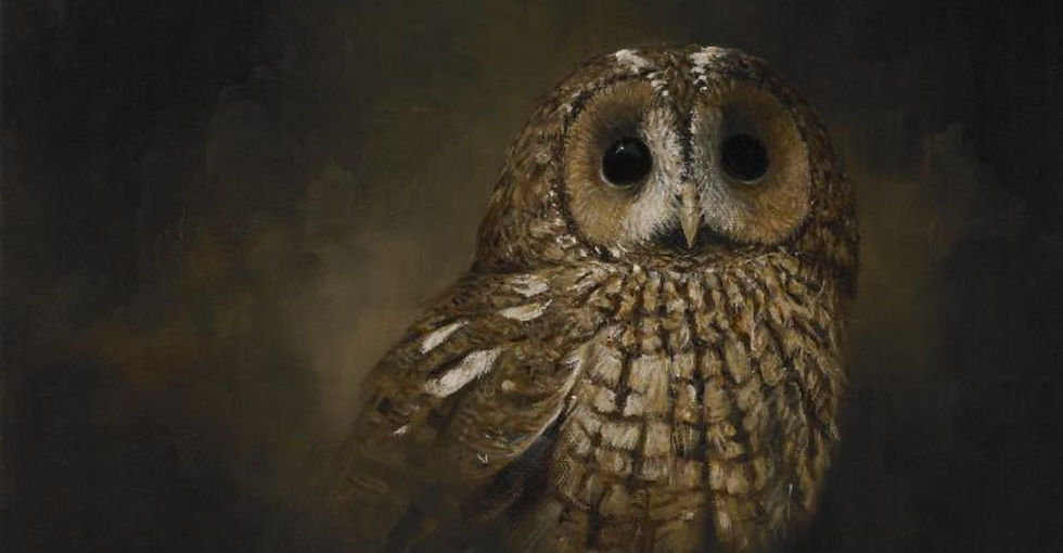 Tawny Owl Portrait RW2533P