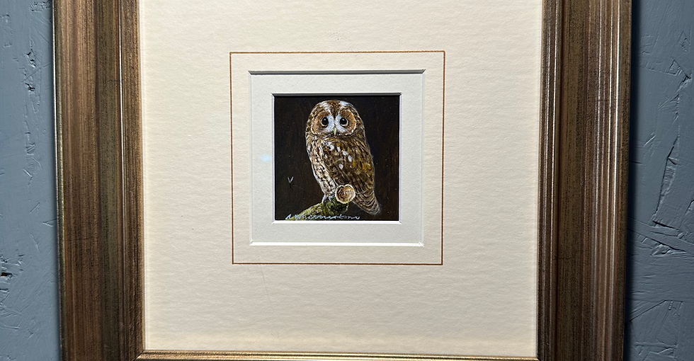Tawny Owl