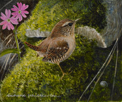 Wren with Red Campion