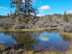 Vernal Pool Mapping & Species Distribution in the Rogue River Valley