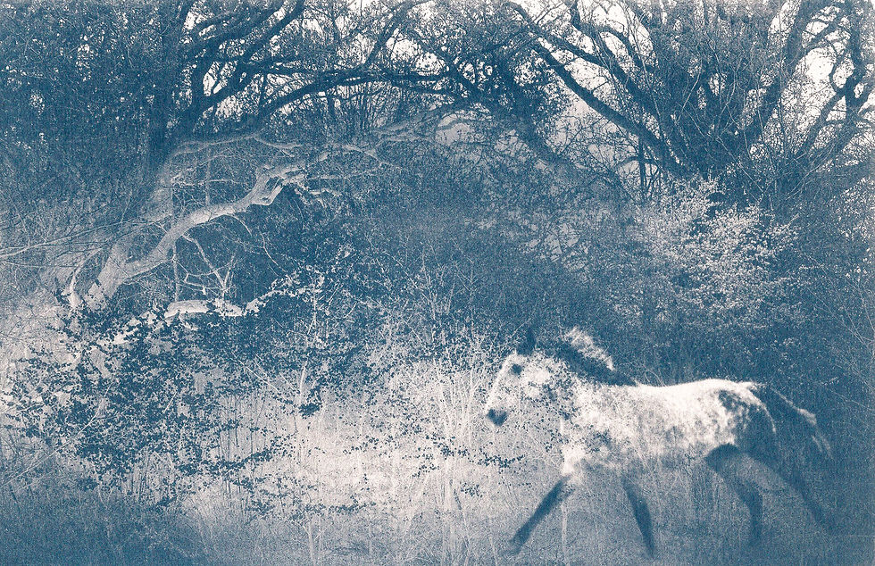 Catherine Orr - The horse in the wood