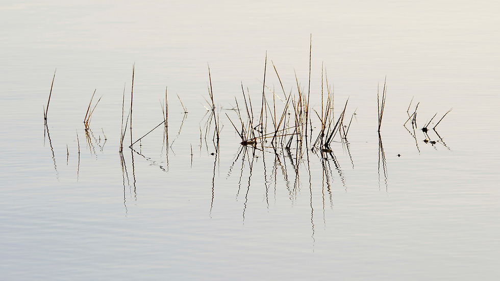 Sarah Barnard - High Tide