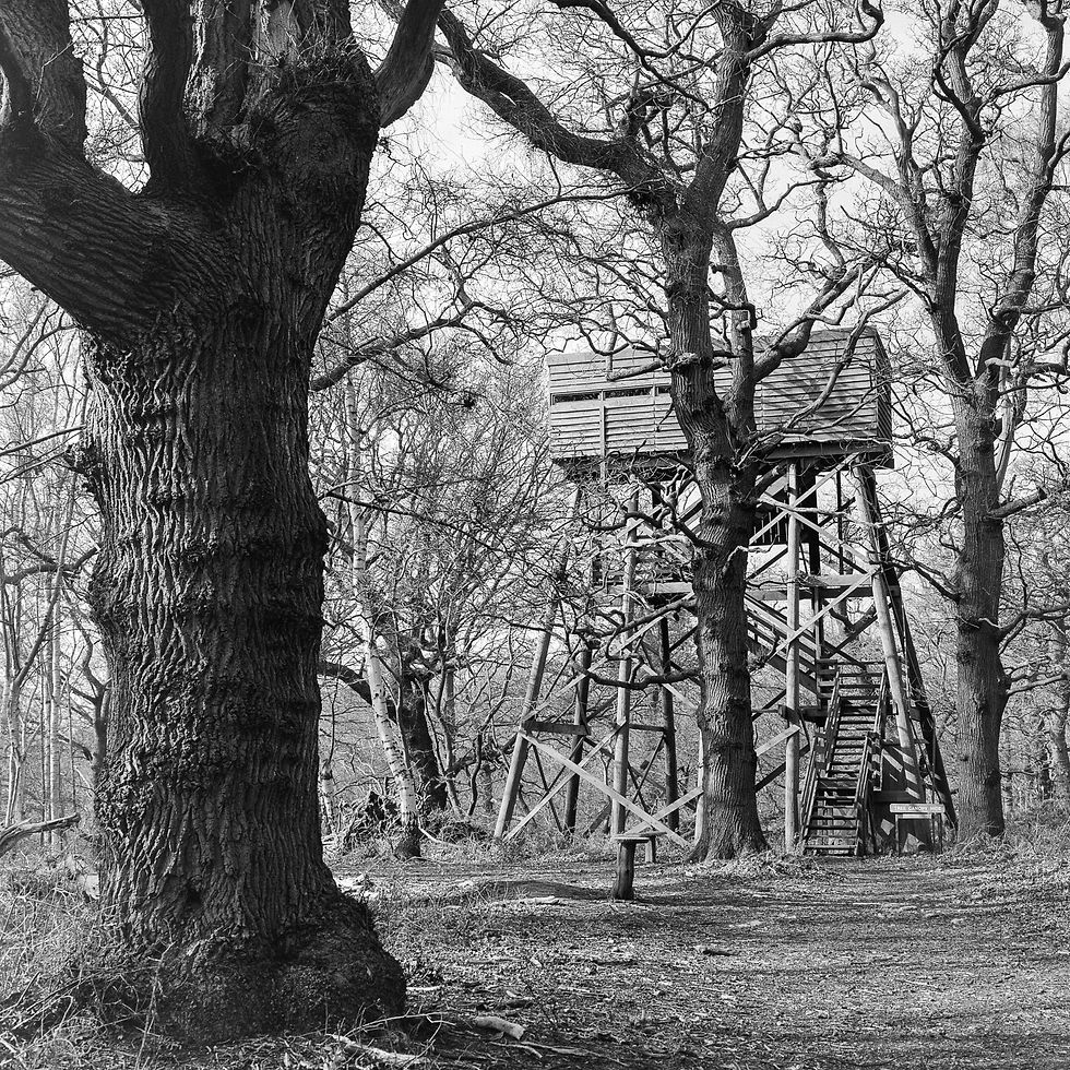 BrianOCallaghan_Canopy Hide, Minsmere_Place