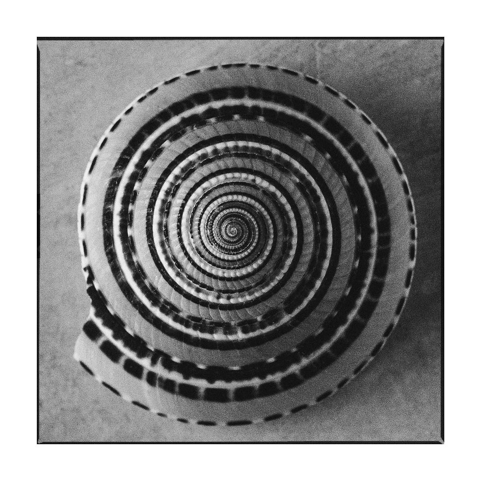 Dom Courtenay - Shells