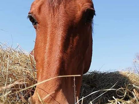 Les chevaux vont bien !!