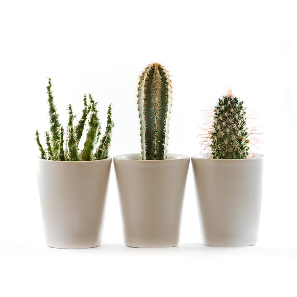 Three Potted Cacti