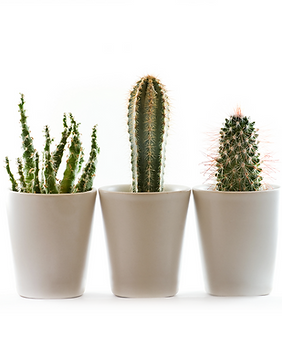 Plants 4