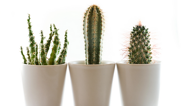 4 plantas