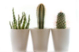 Plants on the Window