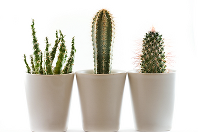 Plants on the Window