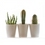 Thumbnail: FREE potting service