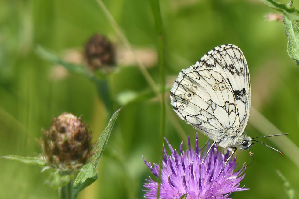 Papillon