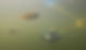 Image of an underwater autonomous vehicle next to a bluegill.