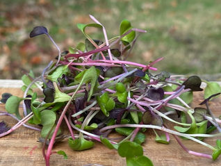 Introducing Our New Microgreens Collection from The Perch Farm!