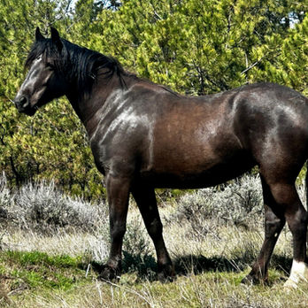 The beautiful mare Twilight