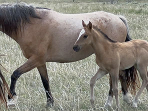 Summer At Berry Creek