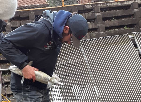 Malcolm assesses female spawner.JPG