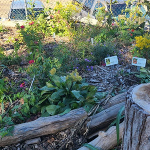 Native garden - year 1