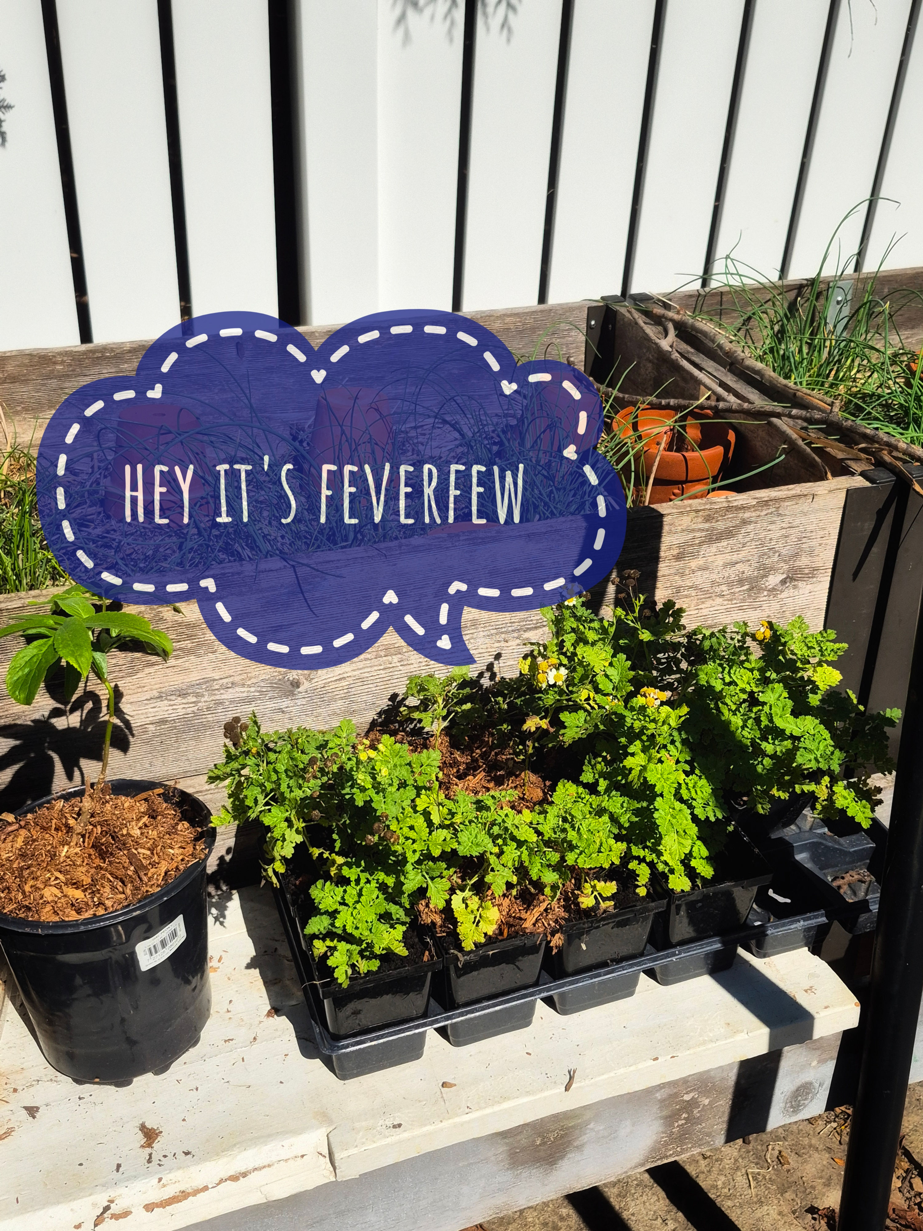 Feverfew (Tanacetum parthenium)