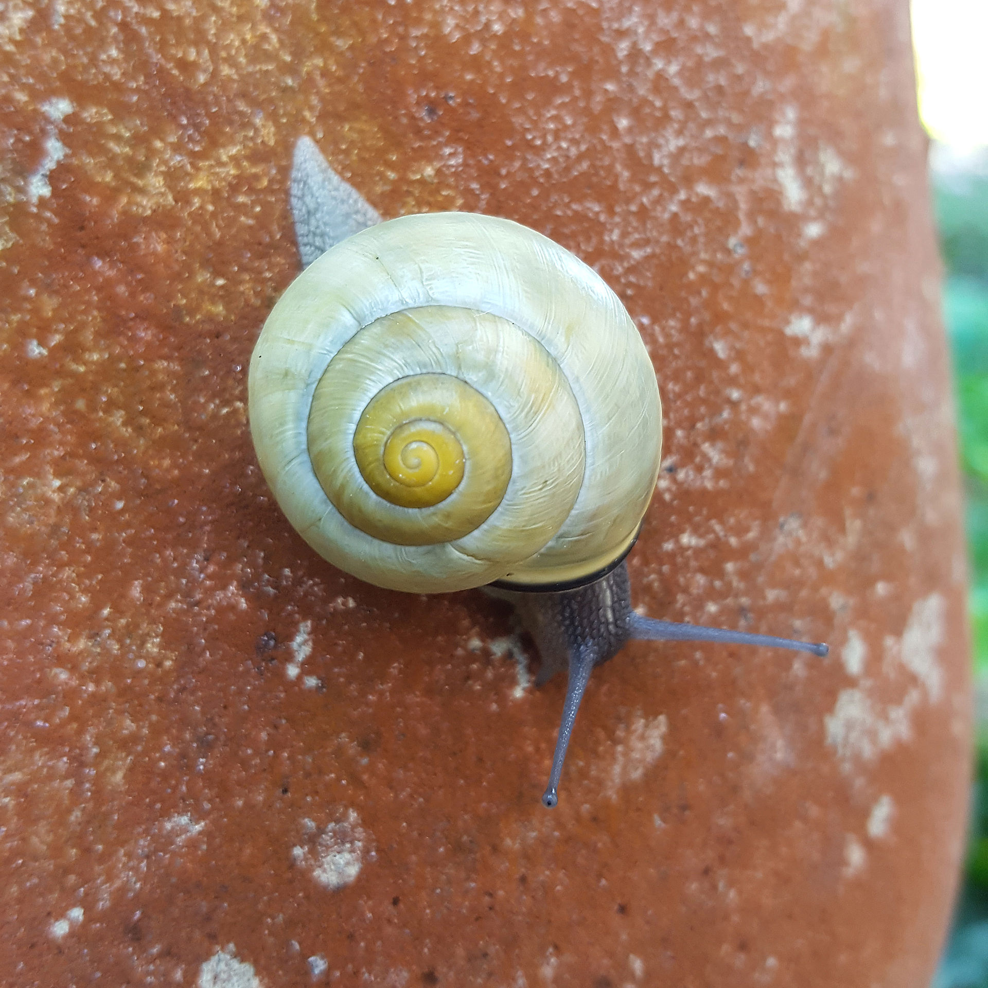 Schnecke