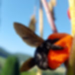 Blaue Holzbiene an Feuerbohne2020