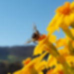 Schwebfliege auf Tagetesblüte
