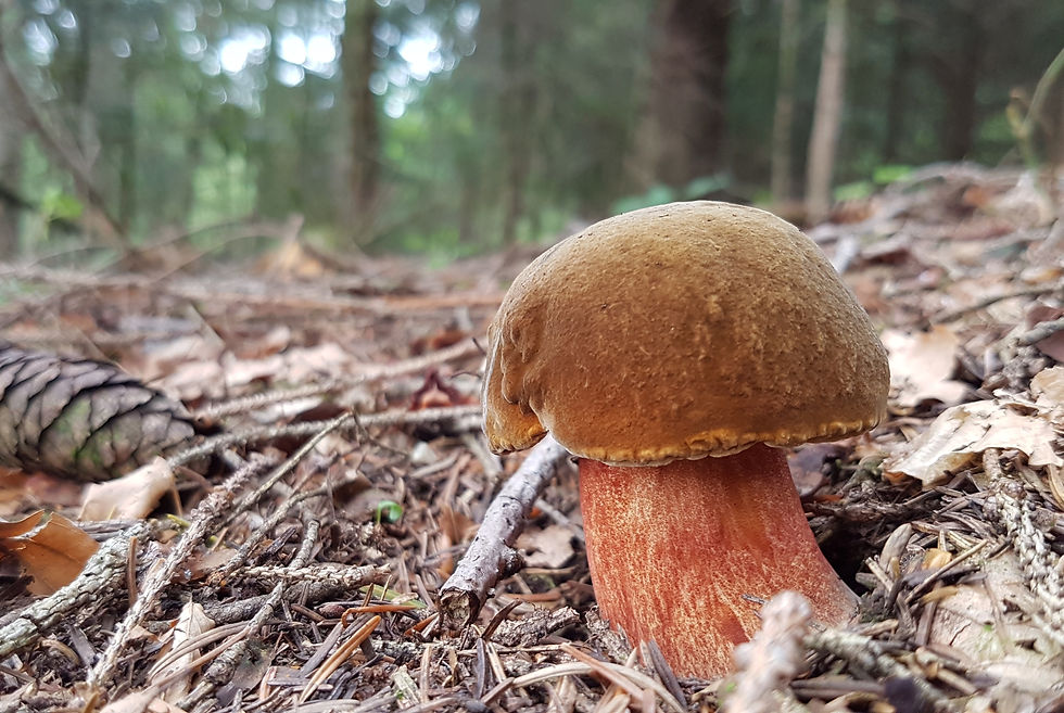 Flockenstieliger Hexenröhrling - sehr schönes Exemplar am Boden eines Laubwaldes, der mit Blättern bedeckt ist.