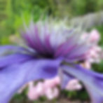 Clematis