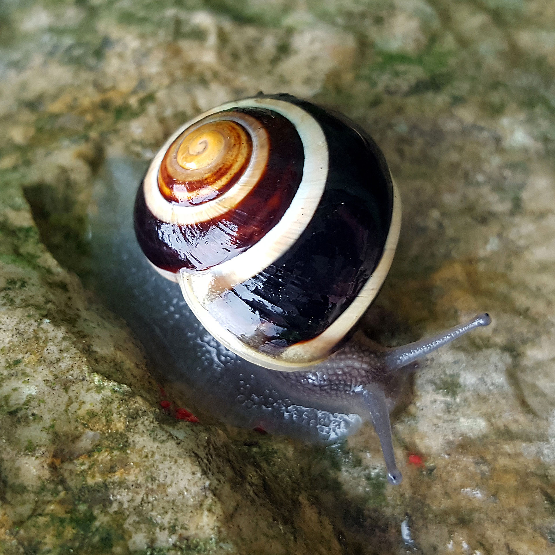 Schnecke